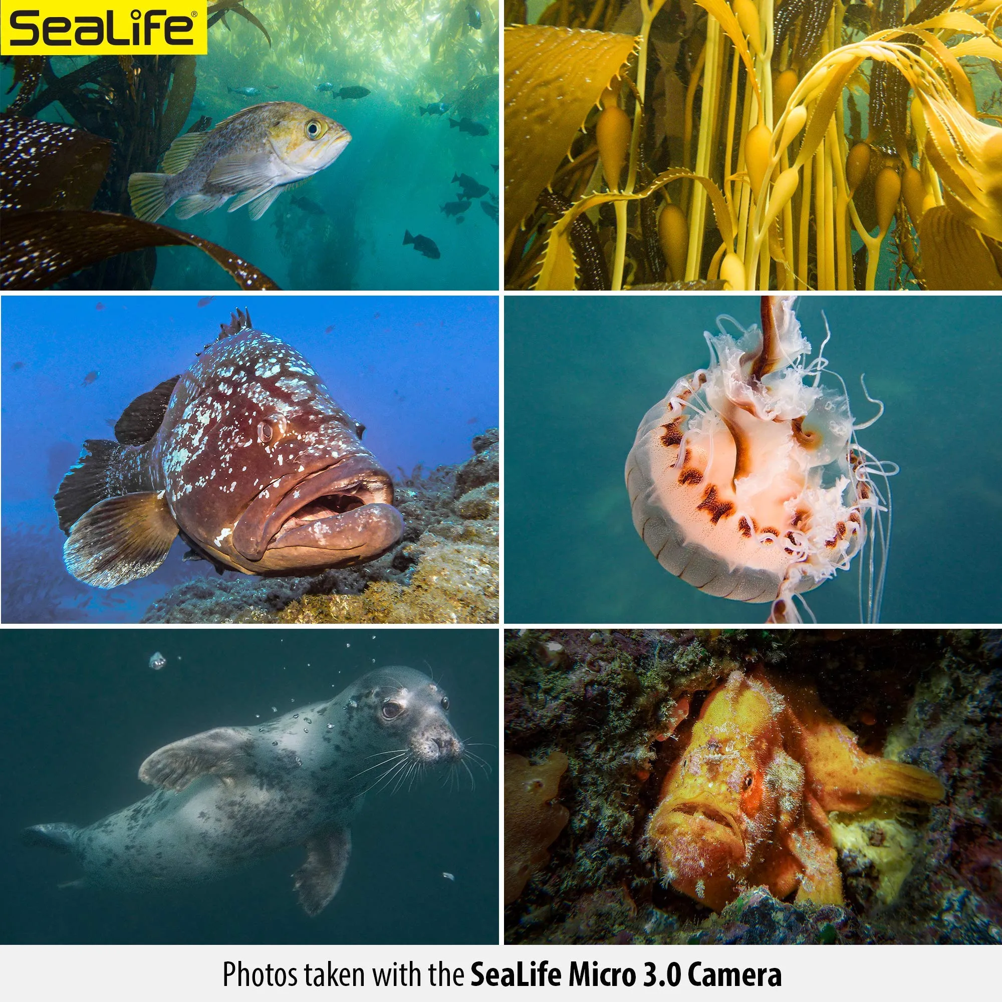 SeaLife Micro 3.0 Pro Duo 5000 Set Underwater Camera & Dual Light Set for Photography and Video, Easy Set-up, Wireless Transfer, Includes Travel case
